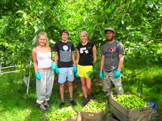 How do you harvest walnuts?